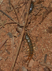 Scolopendra polymorpha