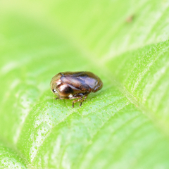 Clastoptera xanthocephala