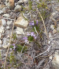 Merciera azurea