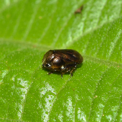 Clastoptera xanthocephala