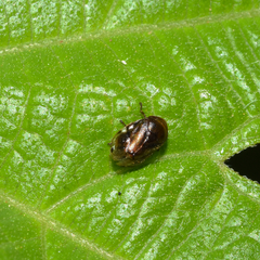 Clastoptera xanthocephala
