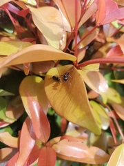 Formicidae