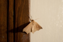 Tetracis cervinaria