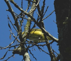 Vireo griseus