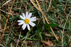 Brachyscome graminea