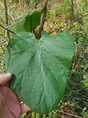 Matelea hirtelliflora