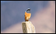 Phoenicurus hodgsoni