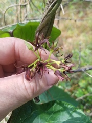 Matelea hirtelliflora