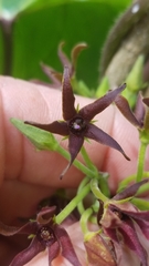 Matelea hirtelliflora