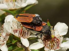 Castiarina erythroptera