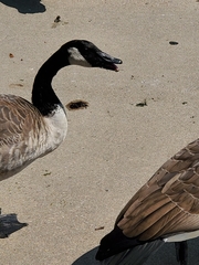 Branta canadensis