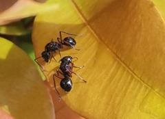Formicidae
