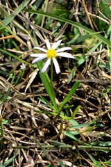 Brachyscome graminea