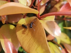 Formicidae