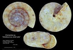 Allodiscus laganus