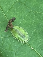 Helocassis testudinaria