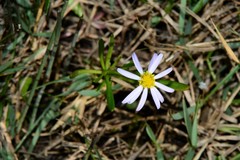 Brachyscome graminea