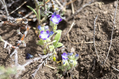 Phacelia davidsonii