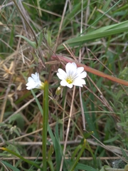 Cerastium arvense strictum