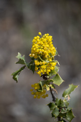 Berberis dictyota