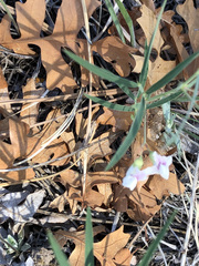 Lathyrus lanszwertii