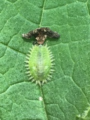 Helocassis testudinaria