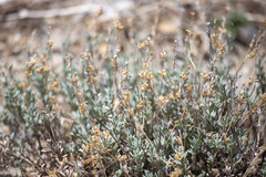 Penstemon californicus