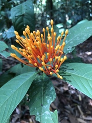 Ixora congesta