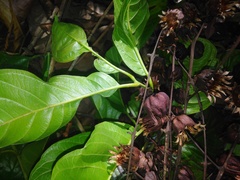 Physocalymma scaberrimum