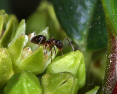 Prenolepis imparis
