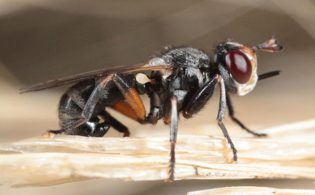 Thecophora