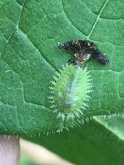 Helocassis testudinaria