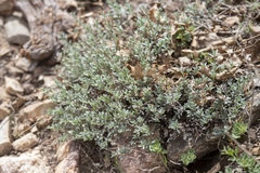 Penstemon californicus