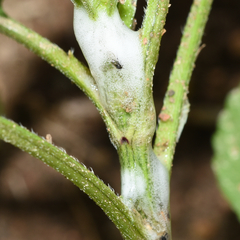 Clastoptera xanthocephala