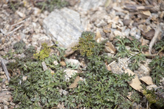 Tauschia parishii