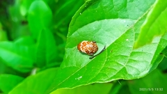 Asiophrida scaphoides