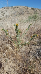 Amsinckia tessellata tessellata