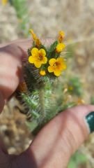 Amsinckia tessellata tessellata