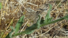 Amsinckia tessellata tessellata