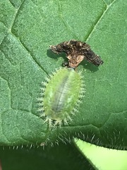 Helocassis testudinaria