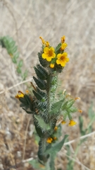 Amsinckia tessellata tessellata