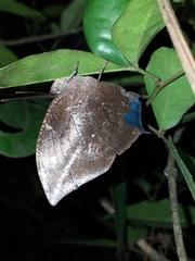 Memphis moruus