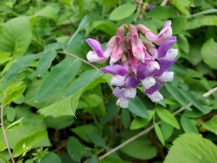 Lathyrus venosus