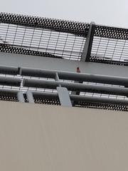 Haemorhous mexicanus