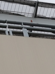 Haemorhous mexicanus