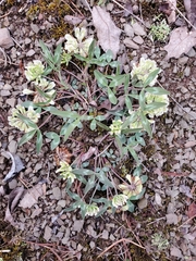 Trifolium virginicum