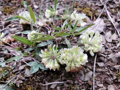 Trifolium virginicum