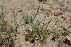 Eriastrum sapphirinum