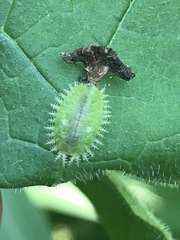 Helocassis testudinaria