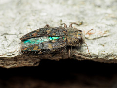 Chrysobothris rugosiceps